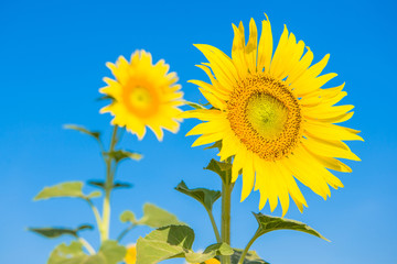 Naklejka premium Facing the sunshine