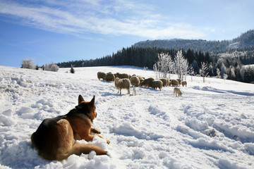 German Shepherd guarding herd of sheep