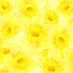 Daffodils background