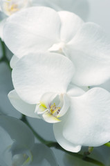 Orchids close-up