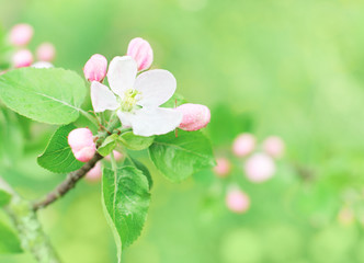 spring flowers outdoor