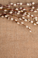 Spring catkins on the hemp bag, text place, background