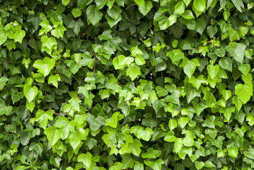 ivy leaves background