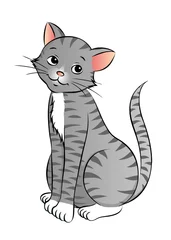 Fotobehang Katten grijs katje