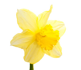 one daffodil on white background
