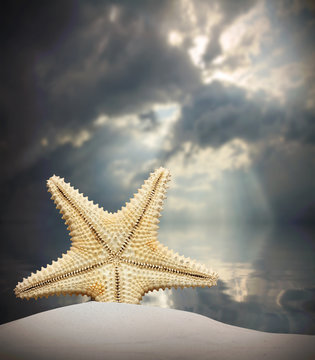 The Common Caribbean starfish on the beach. Natural background.