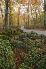 Camino