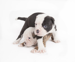 Bulldog pups playing on white background