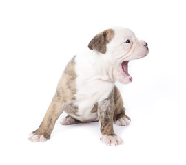 Obraz premium Bulldog pups playing on white background