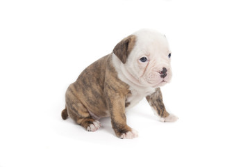 Bulldog pups playing on white background