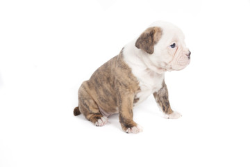 Bulldog pups playing on white background
