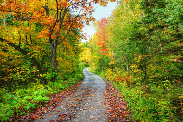 Path in colorful fall forest