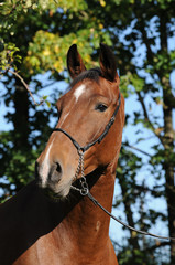 Fototapeta premium Zweibrücker Pferd