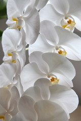 Obrazy na Szkle  orchidea14