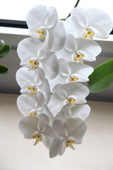 Fototapeta na wymiar orkide11
