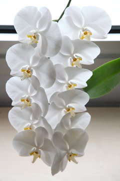 orkide10