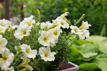 Bright white petunias on garden  background