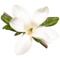 Fototapeta na wymiar White magnolia flower