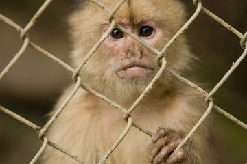 Monkey behind fence