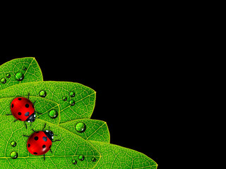 ladybird sitting on green leaf over black