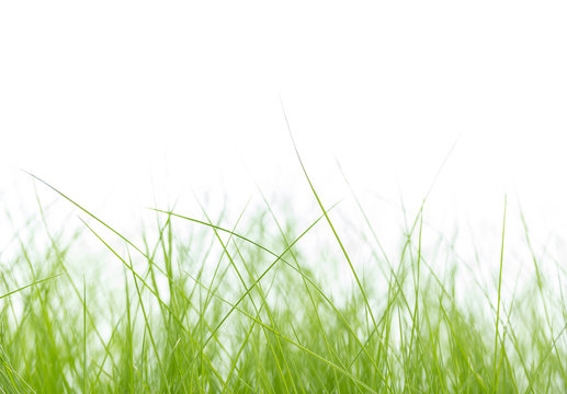 gras