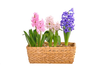 Spring hyacinths in a basket