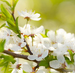 Spring white blossoms