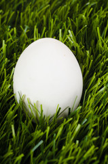 egg is in the green grass. Close-up.