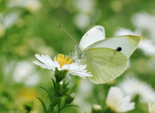 close up of white cabbage butterfly on flower