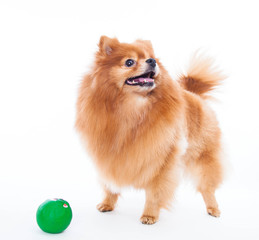 Obraz premium Pomeranian dog