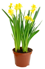 Narcissus flowers in a flowerpot