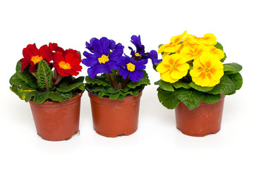 primula flowers in plastic pots