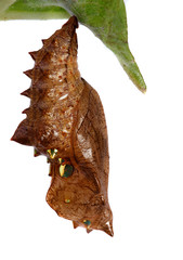 Obraz premium Chrysalis of the Silverwashed fritillary
