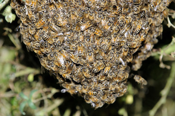 Honeybee swarm form a hanging ball in a tree