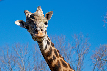 Staring Giraffe
