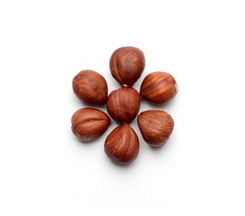 Hazelnuts flower on a white neutral background