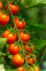 Fresh and organic cherry tomatoes in the garden