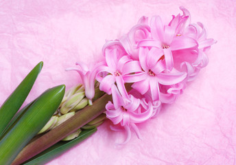 Flowering pink hyacinth on a light background