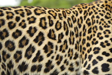 Leopardo