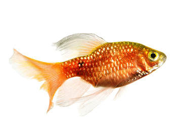 Obraz premium rosy barb