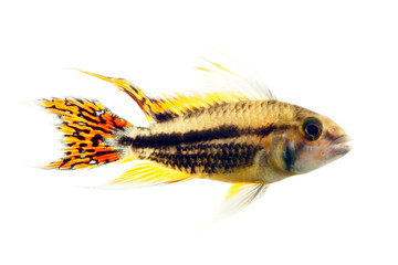 cockatoo dwarf cichlid