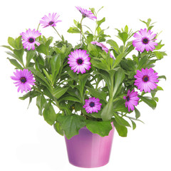 Pot with violet african daisy (Dimorphoteca, Osteospermum) flowe
