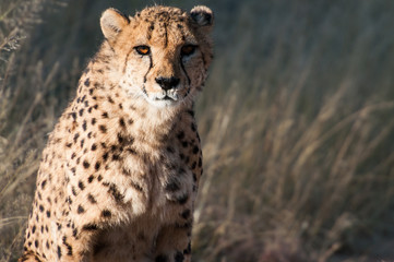 Naklejka na ściany i meble Old Cheetah w prywatnym rezerwy Okonjima w Namibii