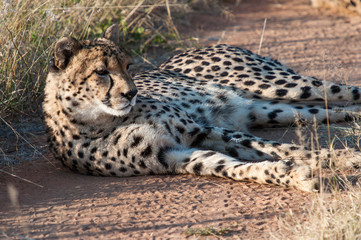 Resting Cheetah in the private reserve Okonjima in Namibia