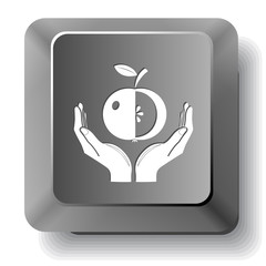 apple in hands. Vector computer key.