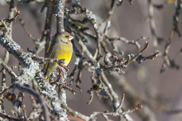 greenfinch on a branch. Spring