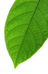 nervures d'une feuille