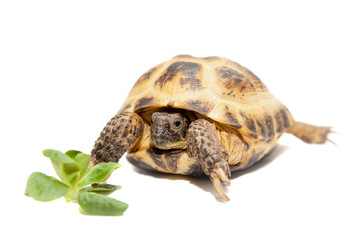 Russian Tortoise or Central Asian tortoise