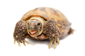 Fototapeta premium Russian Tortoise or Central Asian tortoise