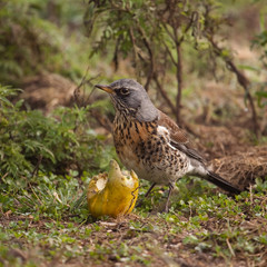 The bird on the earth eats.
